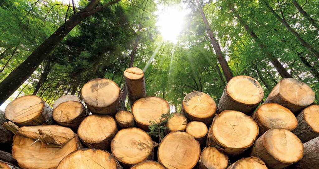Troncos apilados en un bosque con luz solar filtr?ndose entre los ?rboles.