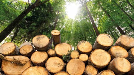 Troncos apilados en un bosque con luz solar filtrándose entre los árboles.