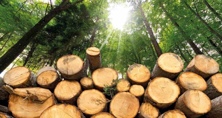 Troncos apilados en un bosque con luz solar filtr?ndose entre los ?rboles.