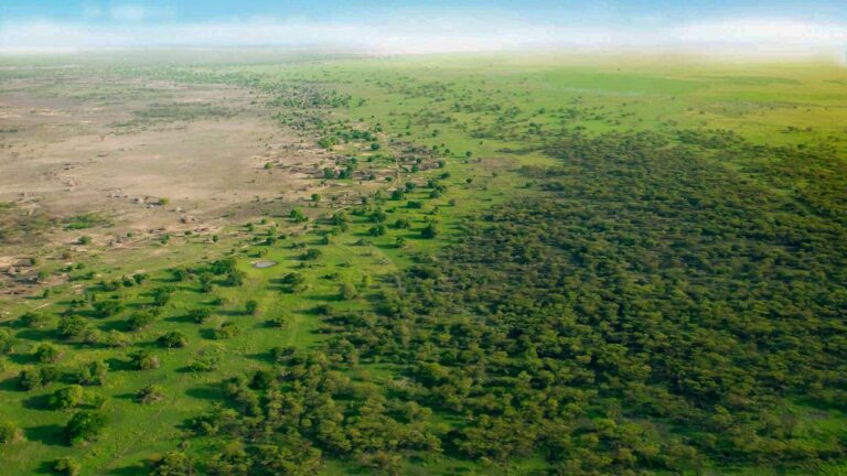 Vista aérea de un paisaje dividido en dos secciones: una ?rida y otra exuberante. La sección ?rida muestra un terreno seco con vegetación dispersa, mientras que la sección exuberante est? cubierta de densos ?rboles verdes.