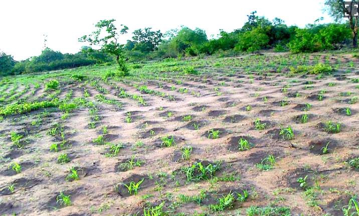 Campo agrícola con hileras de pequeñas plantas j?venes creciendo en mont?culos de tierra. El suelo es arenoso y visiblemente seco, con vegetación m?s densa en el fondo.