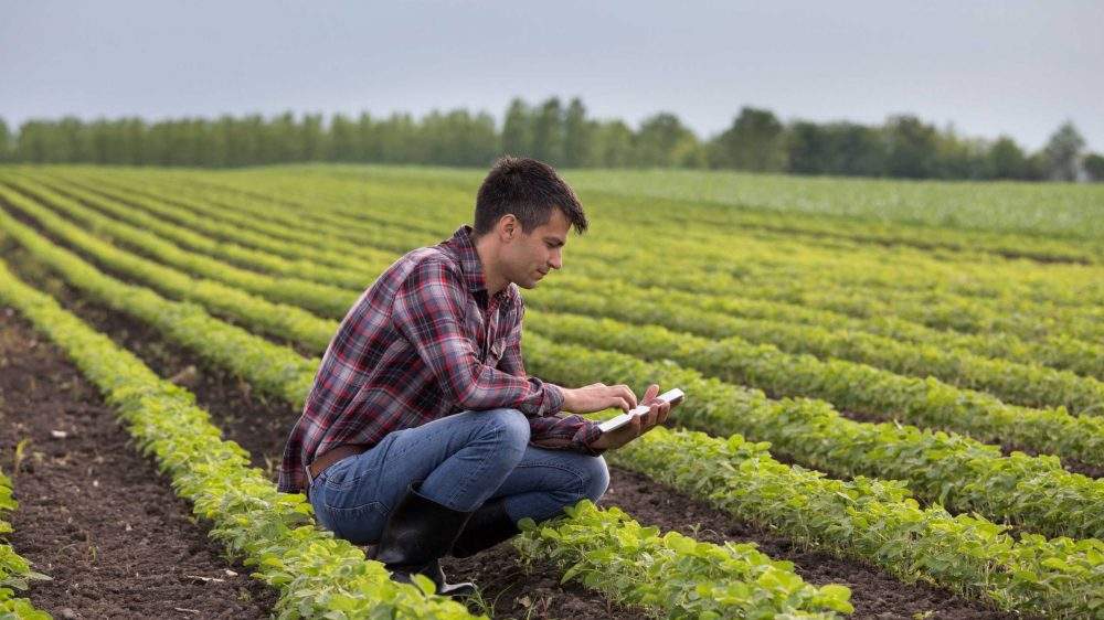 Joven agricultor inspeccionando cultivos en un campo con surcos verdes, usando una libreta o dispositivo móvil.
