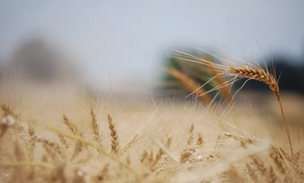 Primer plano de espigas de trigo maduro en un campo agrícola, con fondo desenfocado y tonos cálidos.