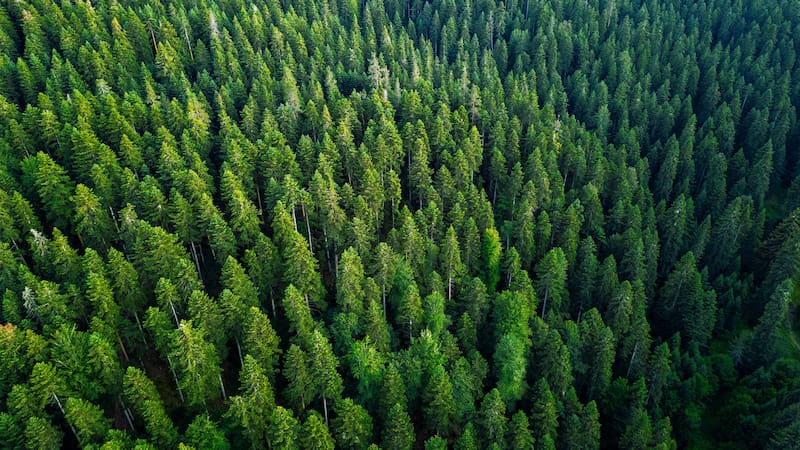 Vista aérea de un bosque denso de coníferas con copas verdes extendiéndose de forma continua.