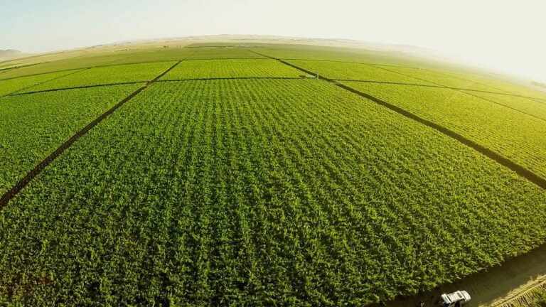 Vista aérea de un extenso campo agrícola con cultivos organizados en parcelas rectangulares y caminos internos que dividen la plantación.